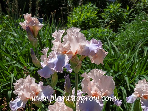 'Celebration Song' Tall Bearded Iris
(end of May)